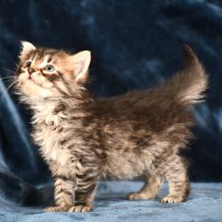 brown tabby siberian kitten