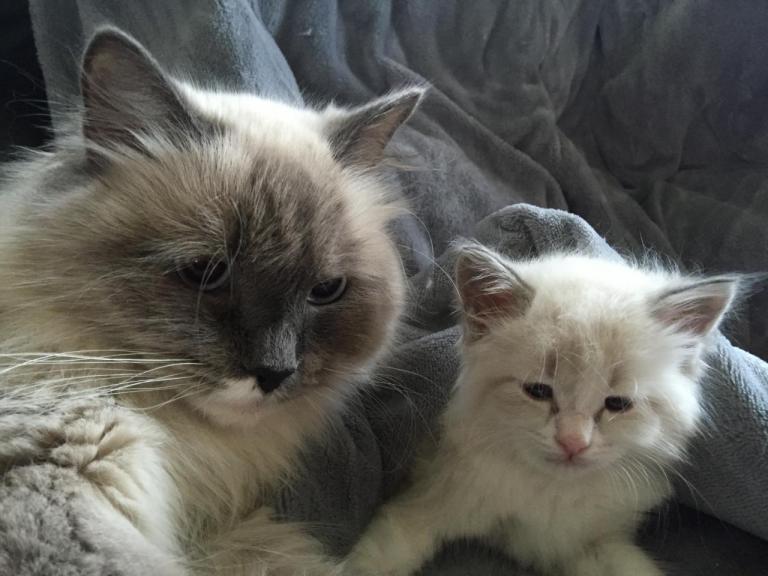 Amelie and her baby  - Sibérien Québec