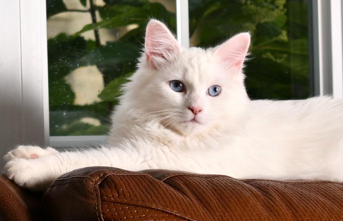 Angel - Quebec Siberian