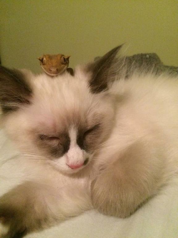 Boris et kiki - Sibérien Québec