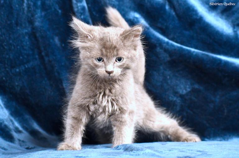 Blue Siberian Male