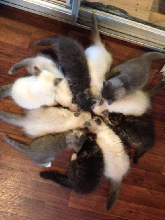 Etoile de Chatons - Sibérien Québec