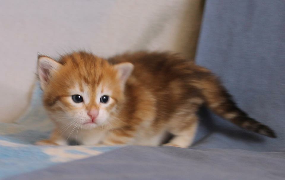 Garfield bébé - Sibérien Québec