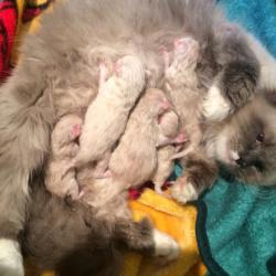 Amelie and her kittens of autumn 2015 - Sibérien Québec