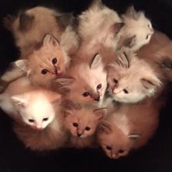 2x litters of 2015 - Sibérien Québec