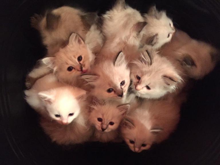 2x litters of 2015 - Sibérien Québec