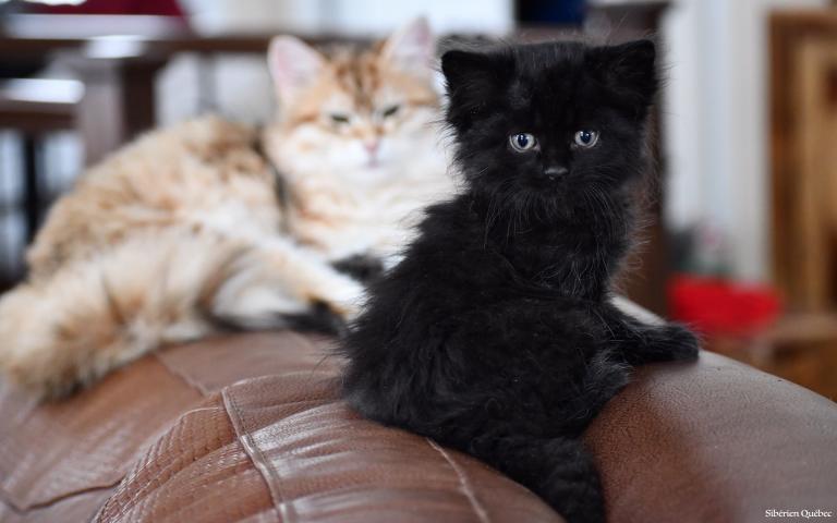 Black Siberian Kitten