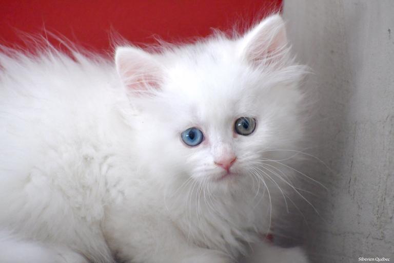 Siberian kitten eyes varions - heterochromic