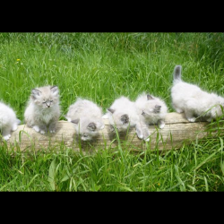 Irys Brother and Sisters - Sibérien Québec