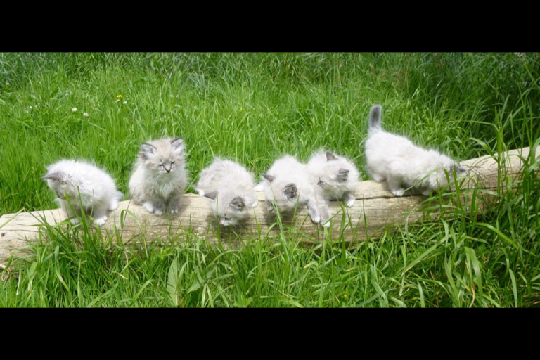 Irys Brother and Sisters - Sibérien Québec