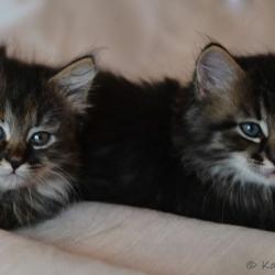 Mignone and Mouska - Sibérien Québec