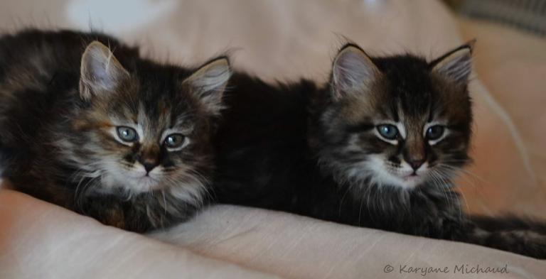 Mignone and Mouska - Sibérien Québec