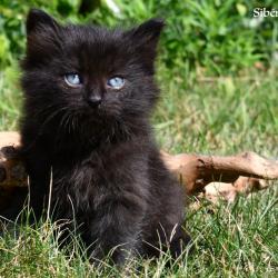 Onyx - Quebec Siberian