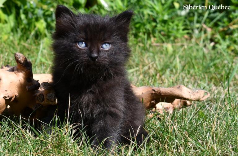 Onyx - Quebec Siberian