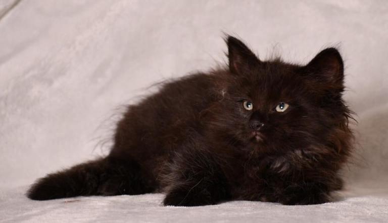 Onyx - Quebec Siberian