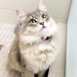 Penny - Quebec Siberian