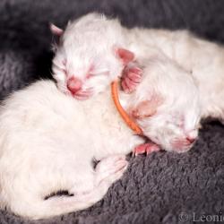 Snow - chatons - Siberian Quebec