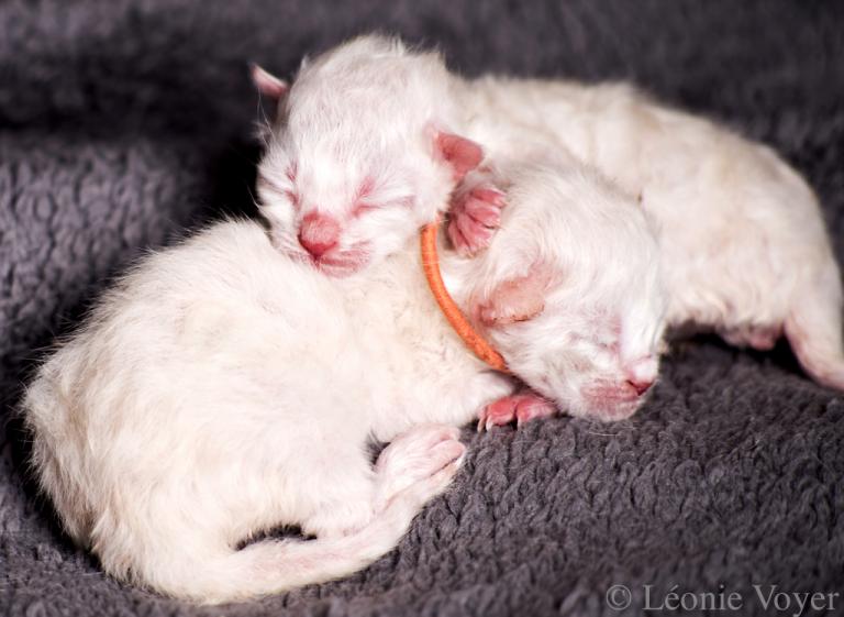 Snow - chatons - Siberian Quebec