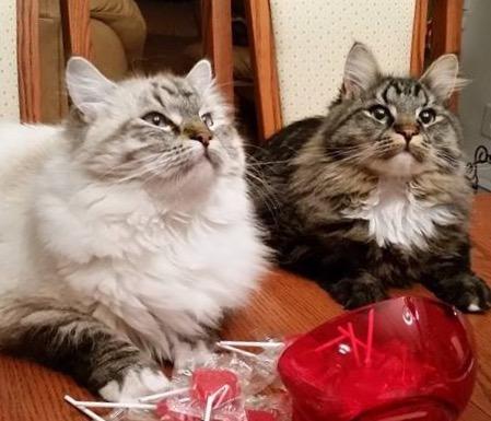 Tommy and her great sister - Sibérien Québec